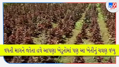 Lollo Rosso Farming: ભારતમાં આ ખાસ પાંદડાવાળા સલાડની ઝડપથી વધી રહી છે માગ, ખેડૂતો ખેતી કરી વધારી રહ્યા છે આવક