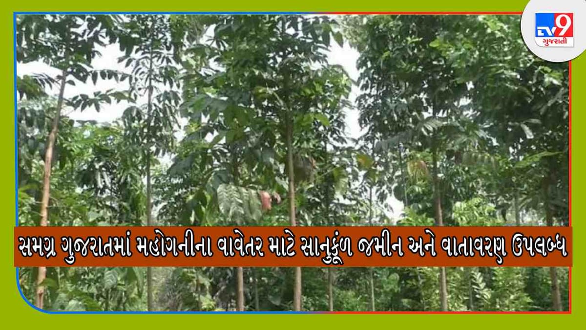 Mahogany Farming: 100 વર્ષ સુધી નથી સડતું આ વૃક્ષનું લાકડુ, ઈન્ટરનેશનલ માર્કેટમાં છે ખુબ ડિમાન્ડ