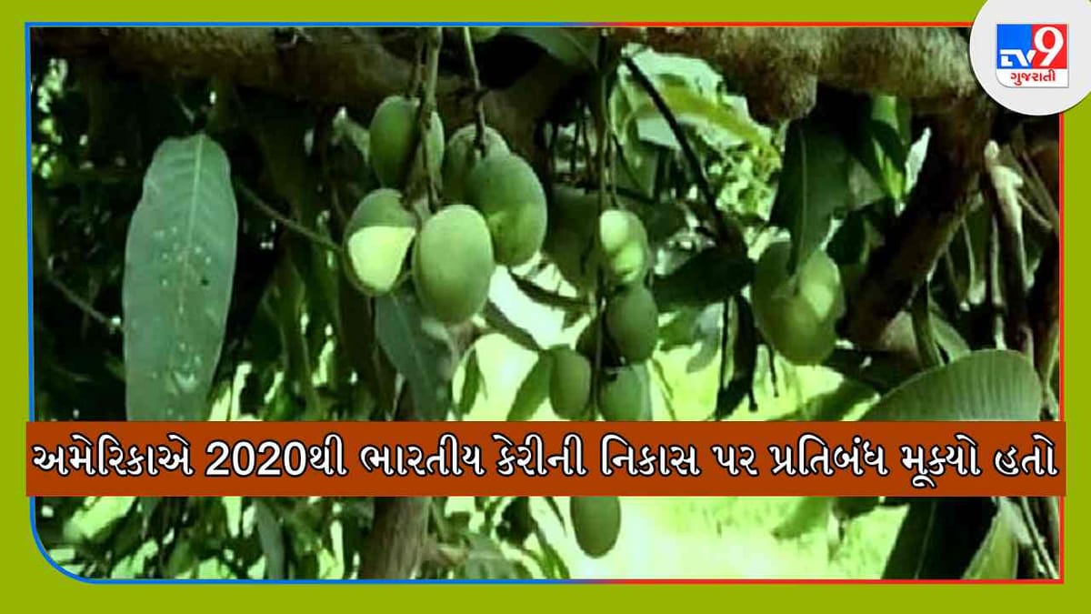 ખેડૂતો માટે ખુશખબર, ભારતીય કેરીનો રાજા હાફુસ આ વર્ષ અમેરિકામાં થઈ શકશે એક્સપોર્ટ