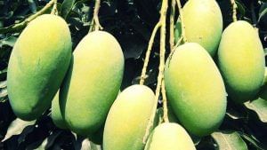 Mango Farming : કેરીના સારા ઉત્પાદન માટે ખેડૂતોએ રાખવી પડશે ખાસ કાળજી, આ રીતે કરો દેખભાળ