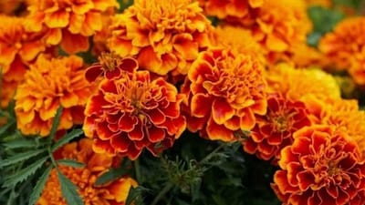 Marigold Farming: આ બાબતોનું ધ્યાન રાખી ગલગોટાની ખેતીમાં ખેડૂતો મેળવી શકે છે સારો નફો