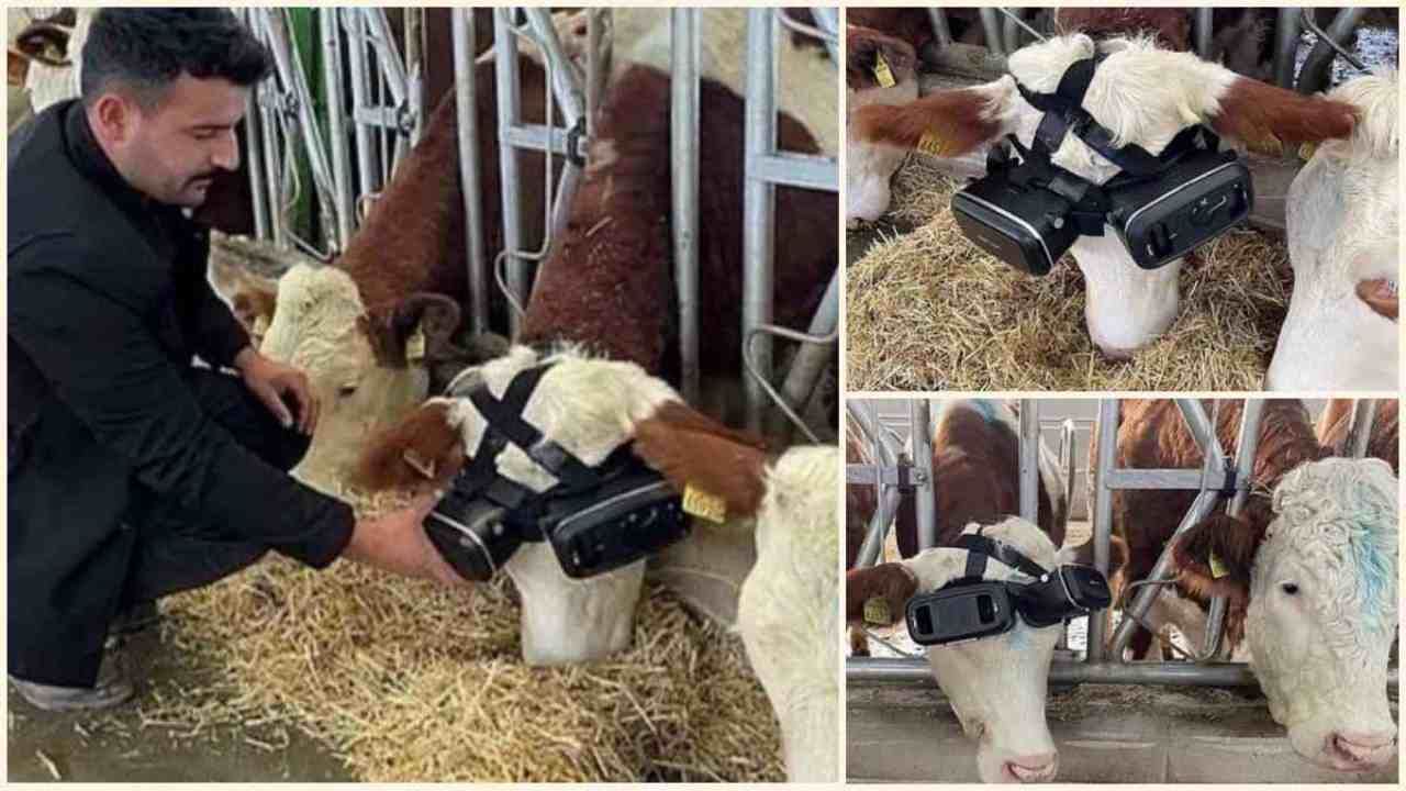 ખેડૂતે ગાયને પહેરાવ્યા VR ગોગલ્સ, દૂધ ઉત્પાદનમાં થયો વધારો, જાણો આ હાઈટેક આઈડિયા વિશે