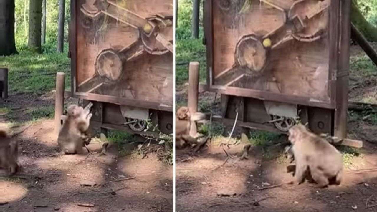 Viral : દરવાજો ખોલવા વાંદરાએ લગાવ્યુ ગજબનું દિમાગ, વીડિયો જોઈને યુઝર્સ કહ્યું યે તો બડા સ્માર્ટ નિકલા