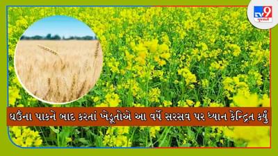 Mustard Farming: સરસવના વાવેતરમાં બમ્પર વધારો, આ કારણે ઘઉંના વાવેતરમાં થયો ઘટાડો