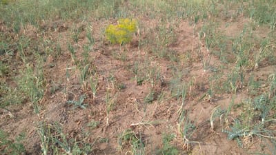 મહારાષ્ટ્રમાં માવઠાની મોકાણ, 2 લાખ હેક્ટરની ખેતીને થયુ નુક્સાન, ખેડૂતો પરેશાન