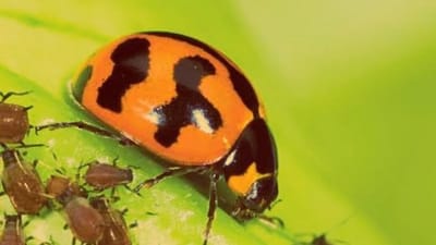 ખેડૂતો સંકલિત રોગ અને જીવાતના નિયંત્રણ માટે અપનાવો આ ઉપાય, ખર્ચ ઘટશે અને આવક વધશે