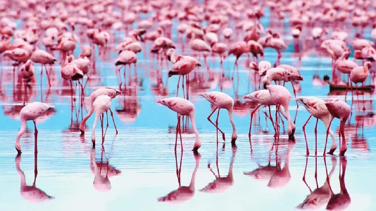 મોટાભાગના ફ્લેમિંગો ગુલાબી (Pink)રંગના હોય છે, જ્યારે તેઓનો જન્મ સમયે ગ્રે (Grey)રંગ હોય છે. શું તમે ક્યારેય વિચાર્યું છે કે તેમનો રંગ આવો કેમ છે? મોટાભાગના લોકો માને છે કે ફ્લેમિંગો(Flamingos)માં આ રંગ પેઢી દર પેઢી આવે છે, પરંતુ એવું બિલકુલ નથી. વિજ્ઞાન કહે છે, તેમના શરીરના રંગનો તેમના ડીએનએ સાથે કોઈ સંબંધ નથી. જાણો શા માટે તેમનો રંગ ઘેરો ગુલાબી કે લાલ હોય છે.(PS: thoughtco)
