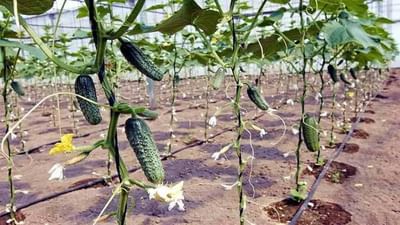 Precision farming: નવા યુગની આધુનિક પદ્ધતિ પ્રિસિઝન ફાર્મિંગ, આ ખેતીમાં ખેડૂતોને થાય છે મહત્તમ નફો