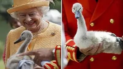 UK: Queen Elizabeth's swan gets mysterious illness, 26 swans killed