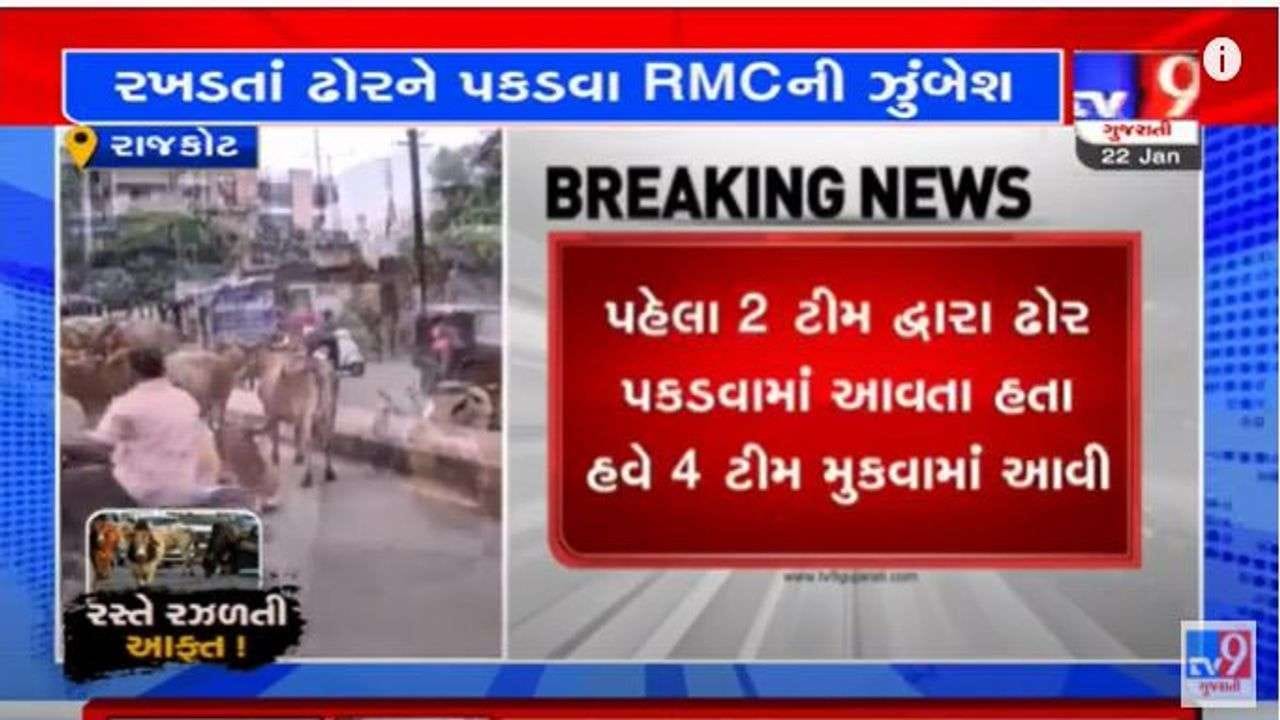 Rajkot: રખડતા ઢોરને પકડવાની ઝુંબેશ વેગવંતી, ઢોર પકડનારી ટીમમાં કરાયો વધારો Rajkot: રખડતા ઢોરને પકડવાની ઝુંબેશ વેગવંતી, ઢોર પકડનારી ટીમમાં કરાયો વધારો