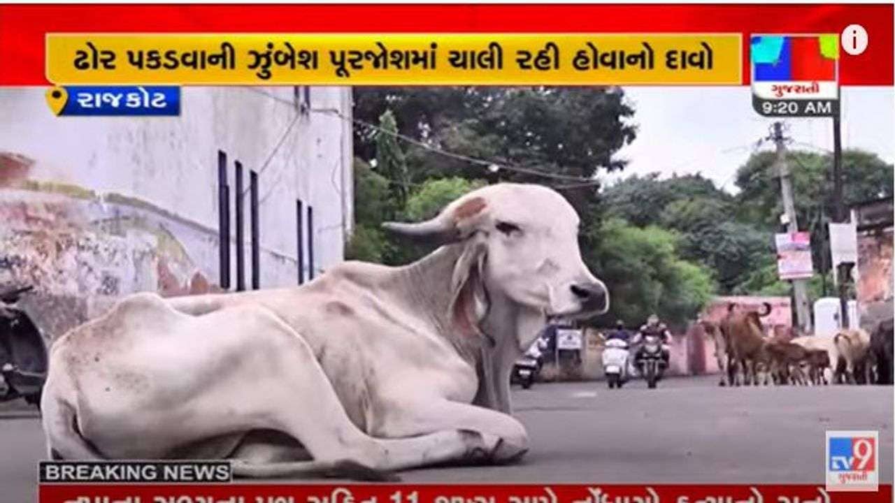 Rajkot: બે માસમાં 2,500થી વધુ ઢોર પકડ્યાનો કોર્પોરેશનનો દાવો, વિપક્ષે કામગીરી પર ઉઠાવ્યા સવાલ