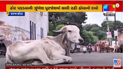 Rajkot: બે માસમાં 2,500થી વધુ ઢોર પકડ્યાનો કોર્પોરેશનનો દાવો, વિપક્ષે કામગીરી પર ઉઠાવ્યા સવાલ