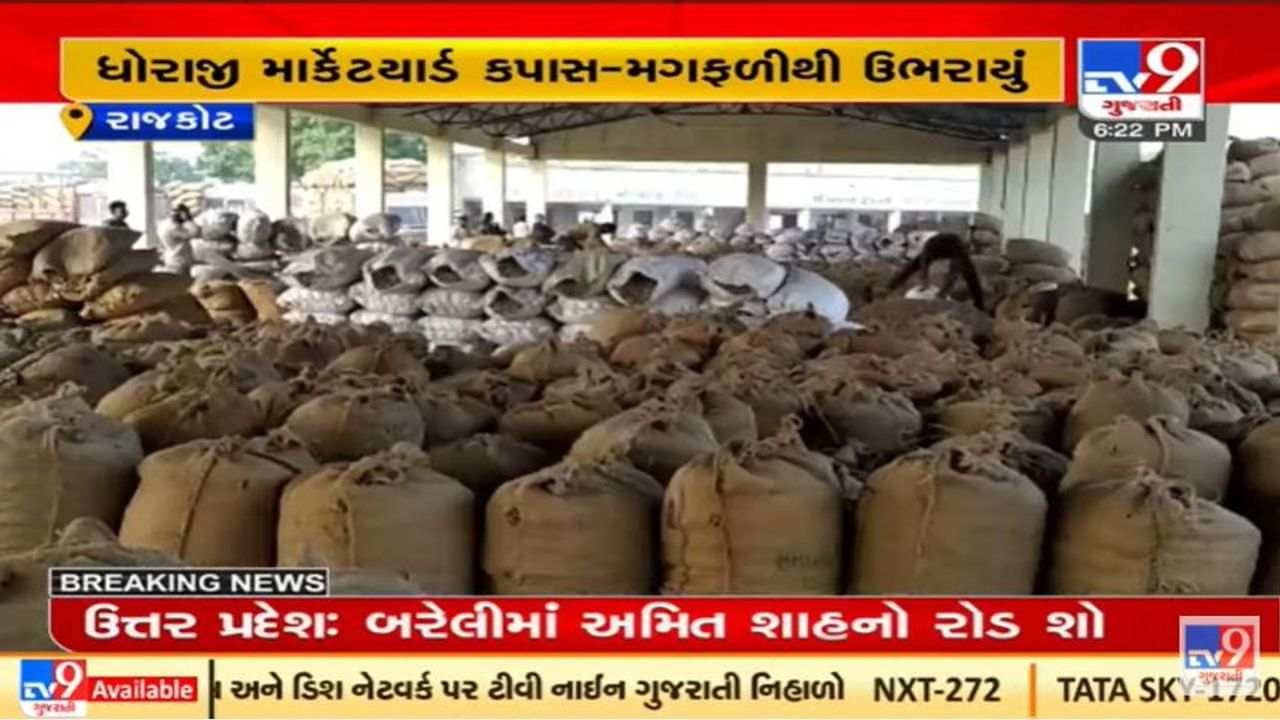 રાજકોટના ધોરાજી માર્કેટ યાર્ડમાં કપાસ-મગફળીની પુષ્કળ આવક, સારા ભાવ મળતા ખેડૂતો ખુશ