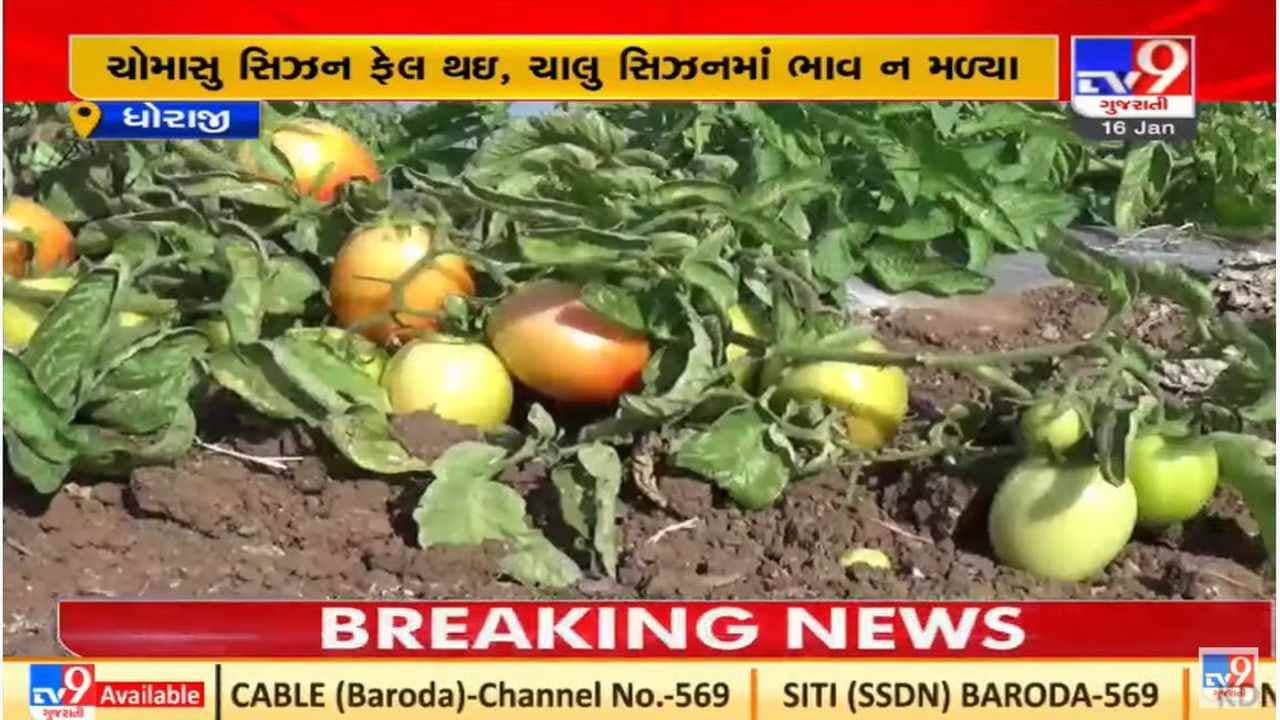 Rajkot : જામકંડોરણાના ખેડૂતોની કફોડી હાલત, ટામેટાના ભાવ ન મળતા ફેંકી દેવા મજબૂર