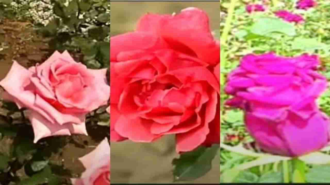 Rose Farming: ગુલાબની ખેતી વધારી રહી છે ખેડૂતોની આવક, નાના શહેરોમાં પણ નફાકારક