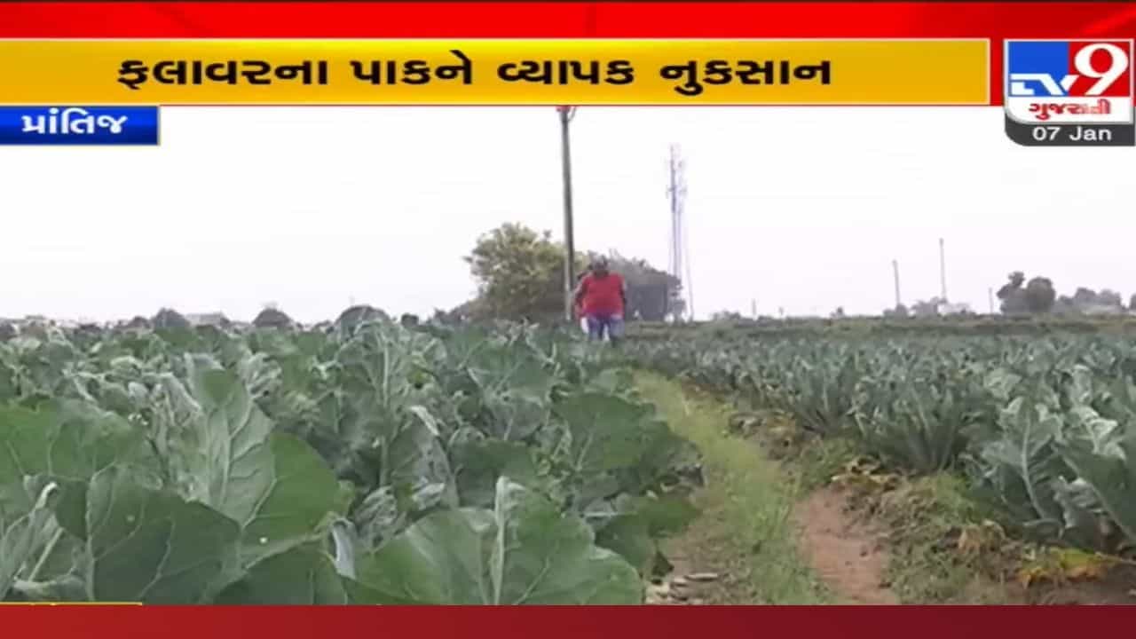 કમોસમી વરસાદથી ખેતીને ફટકો: સાબરકાંઠા-અરવલ્લીના ખેડૂતોના પાક બગડ્યા, ફલાવરના પાકને વ્યાપક નુકસાન