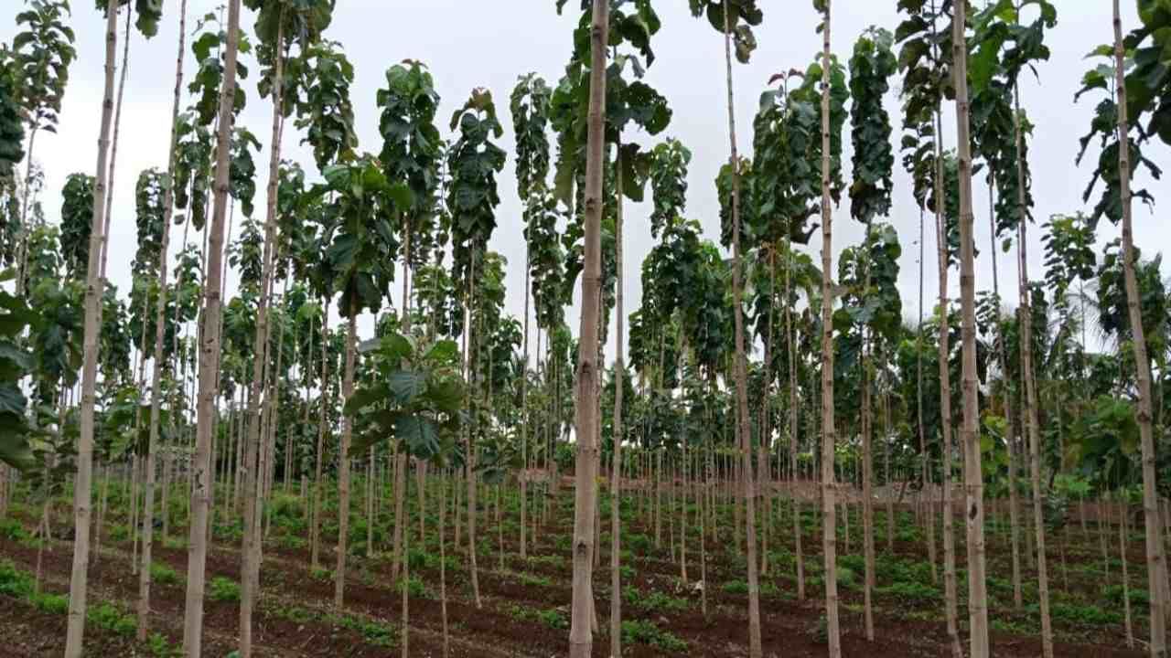 Sagwan Farming: આ ઝાડની કરો ખેતી, 10 વર્ષ બાદ કરાવશે કરોડોની કમાણી, જાણો સમગ્ર માહિતી