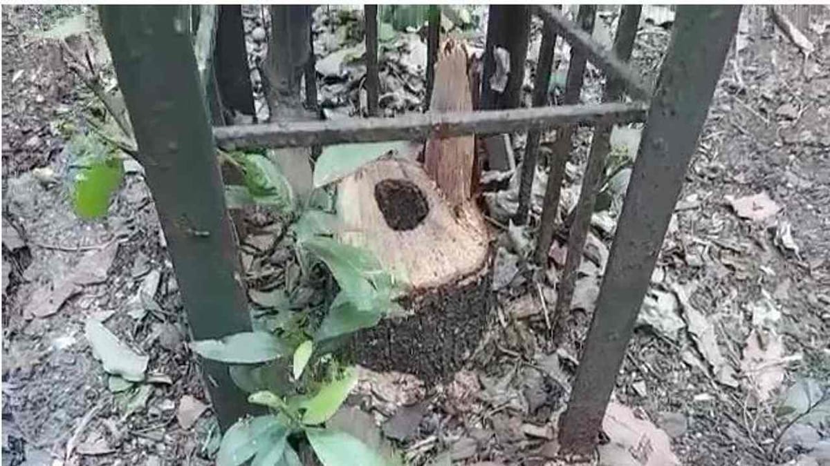 Surat: પુષ્પા મુવીની જેમ ચંદનના લાકડાની ચોરી પણ હજુ સુધી કેમ નથી નોંધાઈ પોલીસ ફરિયાદ?