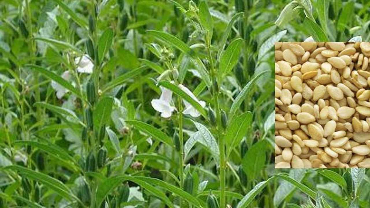 Sesame Farming: તલની ખેતીથી ખેડૂતો મેળવી શકે છે સારો નફો, જાણો તલની ખેતીની સંપૂર્ણ માહિતી