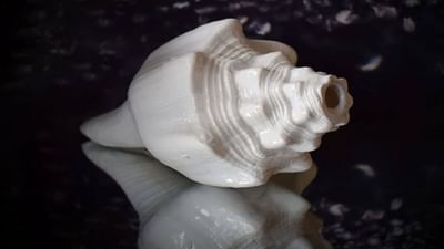 Conch Shell Remedies: શંખની ઉત્પત્તિ કેવી રીતે થઈ ? જાણો વિવિધ પ્રકારના શંખનું આધ્યાત્મિક મહત્વ