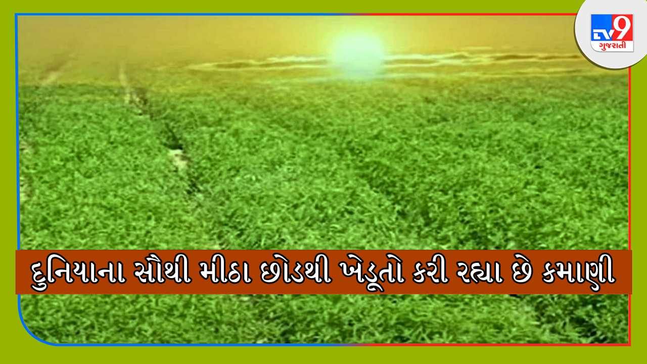 એક વખત રોપ્યા બાદ ખેડૂતો સાત વર્ષ સુધી મેળવી શકે છે ઉત્પાદન, દુનિયાના સૌથી મીઠા છોડથી ખેડૂતો કરી રહ્યા છે કમાણી