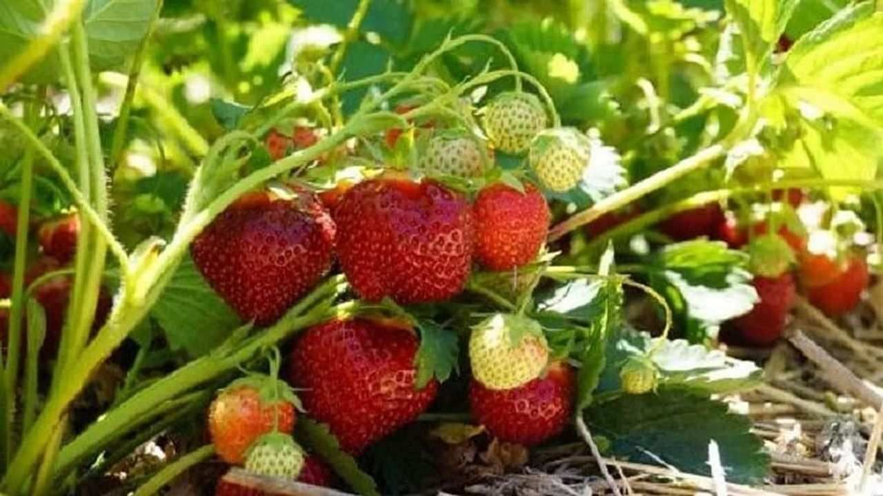 Strawberry Farming : આ રીતે સ્ટ્રોબેરીની ખેતી કરવાથી ઉપજમાં થશે વધારો, પાક રોગો અને જીવાતોના હુમલાથી રહેશે દૂર