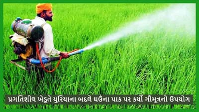 યુરિયાના બદલે આ ખેડૂતે ગૌમૂત્રનો કર્યો ઉપયોગ, ઘઉંના પાકમાં મળ્યું નોંધપાત્ર ઉત્પાદન