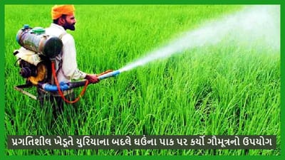 યુરિયાના બદલે આ ખેડૂતે ગૌમૂત્રનો કર્યો ઉપયોગ, ઘઉંના પાકમાં મળ્યું નોંધપાત્ર ઉત્પાદન