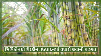 ખેડૂતોને શેરડીમાંથી વધુ કમાણી માટે જરૂરી છે સિલિકોન, વૈજ્ઞાનિકોએ આપી આ ખાસ સલાહ