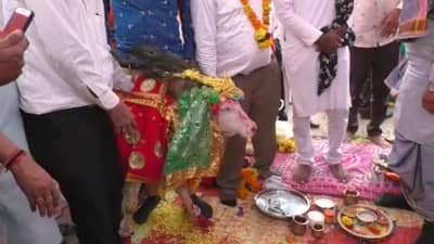 SURAT: યોજાયેલા અનોખા ગૌ વિવાહમાં લોકોને કોરોનાની કોઈ ગાઈડલાઈન નડી નહિ, હજારો લોકોએ લીધો ભાગ