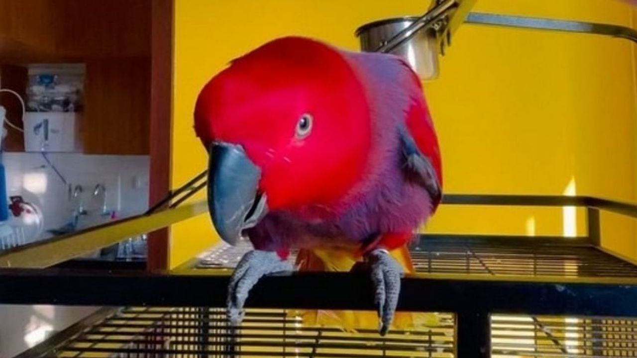 Viral Video: પોપટ આલાપે છે iPhone રીંગટોનનો રાગ, વીડિયો જોઈને તમે પણ કહેશો ગજબ