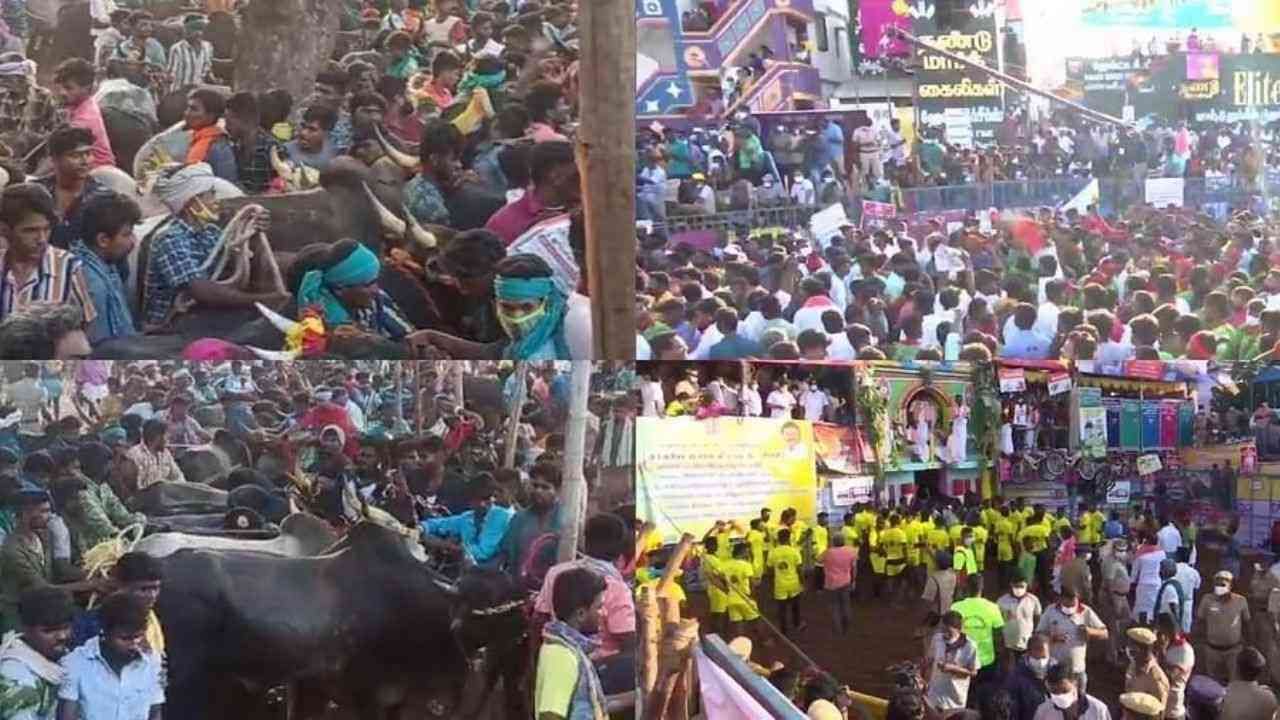 Tamilnadu: મદુરાઈમાં Jallikattu સ્પર્ધાનો આજે બીજો દિવસ, કોવિડ રોગચાળા વચ્ચે મોટી સંખ્યામાં એકઠા થયા લોકો