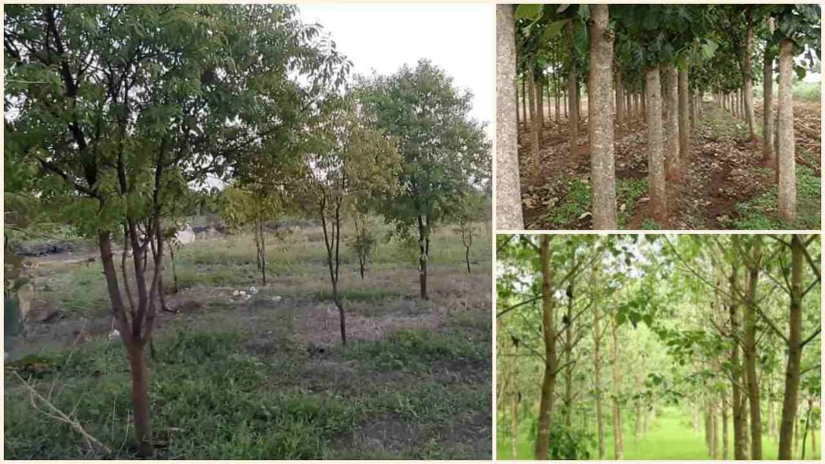 Tree cultivation: આ લાંબા ગાળાનું રોકાણ છે, જે ભવિષ્યમાં ખેડૂતોને બનાવી શકે છે સમૃદ્ધ