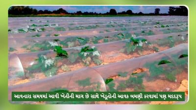 Tunnel Farming: ખેડૂતો ખેતીમાં વધુ સારૂ ઉત્પાદન અને નફો મેળવવા અપનાવી શકે છે આ અનોખી પદ્ધતિ