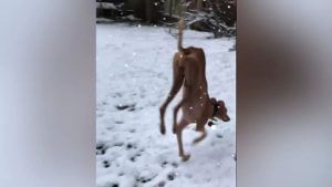 Viral: ઠંડીથી બચવા કૂતરાએ કર્યો ટંગળી દાવ, વીડિયો જોઈ લોકો બોલ્યા વાહ શું આઈડિયા છે