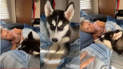 Viral Video : સૂતેલી બાળકીને જગાડવાનો પ્રયત્ન કરતા ડોગનો ક્યૂટ વીડિયો વાયરલ