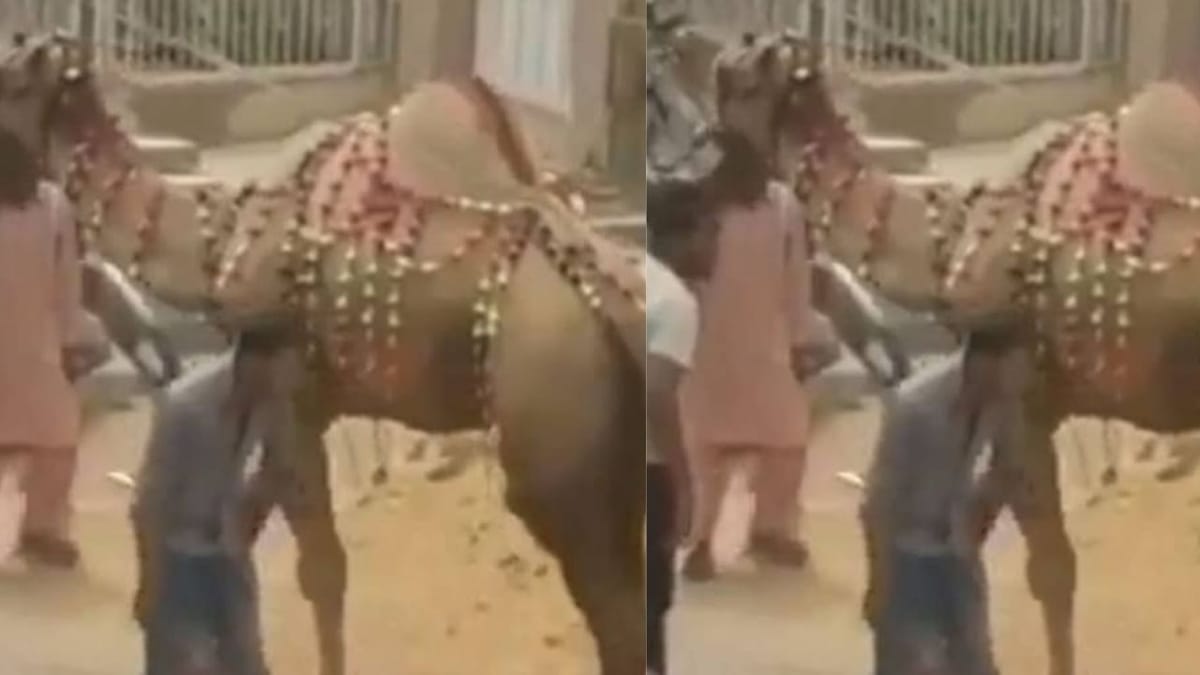 Funny Video : ઊંટનો ચાળો કરવો આ યુવકને ભારે પડ્યો, ગુસ્સે થયેલા ઊંટે યુવકને બરાબરનો પાઠ ભણાવ્યો