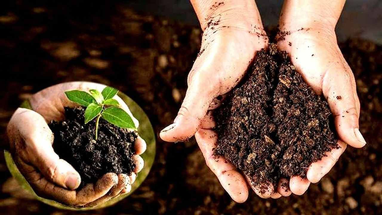 કૃષિ મંત્રાલય 2 યોજનાઓ દ્વારા ઓર્ગેનિક ખેતીને આપી રહ્યું છે પ્રોત્સાહન, 50 હજાર રૂપિયાની મળે છે આર્થિક મદદ