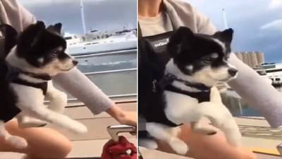 Viral Video: સાયકલ ચલાવવાનું નાટક કરતા નાના ડોગીનો રમુજી વિડીયો થયો વાયરલ, નહીં રોકી શકો હસવું