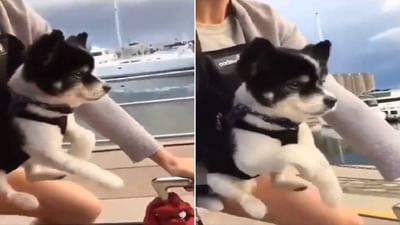 Viral Video: સાયકલ ચલાવવાનું નાટક કરતા નાના ડોગીનો રમુજી વિડીયો થયો વાયરલ, નહીં રોકી શકો હસવું