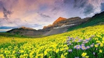 દરેક વ્યક્તિ વારંવાર મુસાફરી કરવાનું પસંદ કરે છે. આવી સ્થિતિમાં, જે લોકો મુસાફરીના શોખીન હોય છે, તેઓ ઘણીવાર મેદાનો વગેરેમાં જવાનું પસંદ કરે છે. ફૂલોની ખીણોમાં ફરવાનો ઉલ્લેખ થતાં જ સૌનું ધ્યાન ઉત્તરાખંડ તરફ જાય છે. 