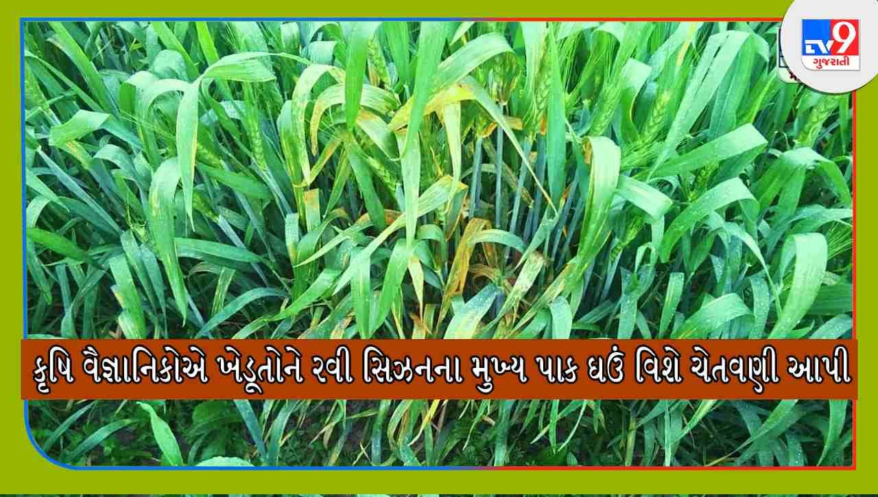 Wheat Farming: ઘઉંના પાકમાં નુકસાન કરી શકે છે આ રોગ, ખેડૂતો આ ઉપાયથી અટકાવી શકે છે રોગનો ઉપદ્રવ