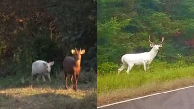Viral Video: અહીં દેખાયું અતિ દુર્લભ સફેદ હોગ ડીયર, વીડિયો જોઈ લોકો થયા આશ્ચર્યચકિત