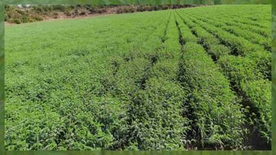 રવિ પાકમાં રોગનો પ્રકોપ વધતા ખેડૂતો ચિંતિત, ઉપદ્રવ અટકાવવા કૃષિ નિષ્ણાંતોની ખેડૂતોને આ સલાહ