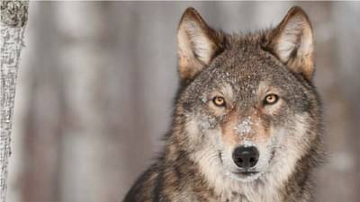 નોર્વે, સ્વીડન જેવા ઘણા યુરોપિયન દેશોમાં વરુઓને શા માટે મારવામાં આવે છે ? જાણો તેની પાછળ શું છે કારણ