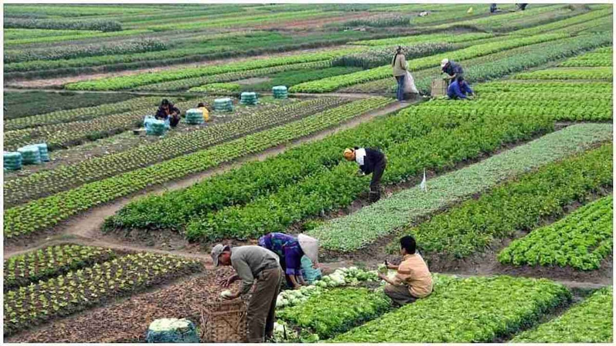 Commercial Farming: શું છે કોર્મશિયલ ફાર્મિંગ, જાણો આ ખેતી અને ખેડૂતો દ્વારા થતી પરંપરાગત ખેતી વિશે તફાવત
