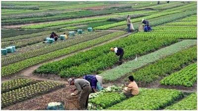 Commercial Farming: શું છે કોર્મશિયલ ફાર્મિંગ, જાણો આ ખેતી અને ખેડૂતો દ્વારા થતી પરંપરાગત ખેતી વિશે તફાવત