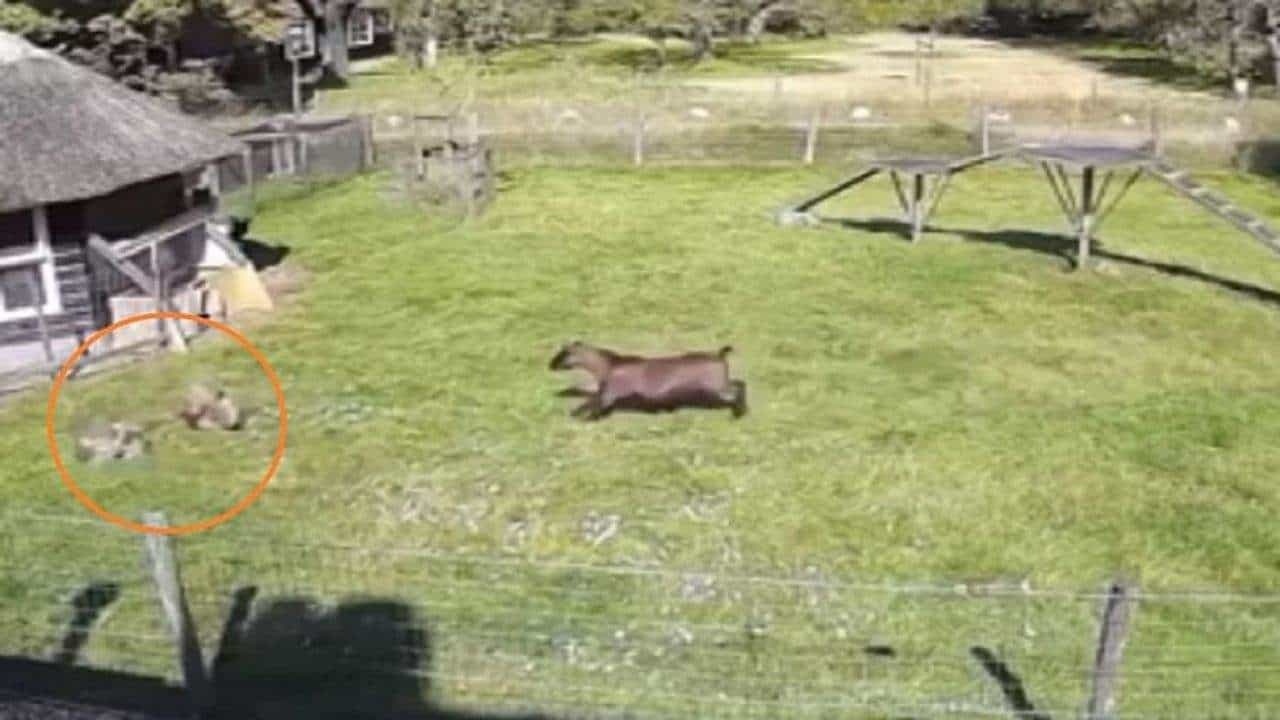 Video : બકરીએ પોતાનો જીવ દાવ પર મુકીને મરઘીનો બચાવ્યો જીવ, વીડિયો જોઈને યુઝર્સ કહ્યુ યે હૈ એકતા