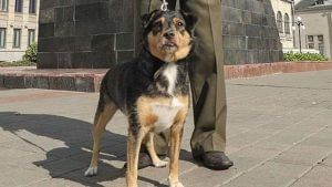 આર્મી ડોગને માત્ર બોમ્બની ગંધ જ નથી આવતી પરંતુ આ 9 વસ્તુઓની પણ કરે છે શોધ, કેવી હોય છે આ ખાસ કૂતરાઓની ટ્રેનિંગ
