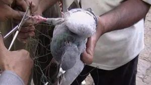 પતંગ દોરાથી ઘાયલ પક્ષીઓને બચાવવા શરૂ કરાશે કરૂણા અભિયાનઃ જાણો કઈ રીતે મળશે પક્ષી સારવાર કેન્દ્રની જાણકારી